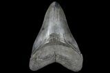 Fossil Megalodon Tooth - South Carolina #125264-1